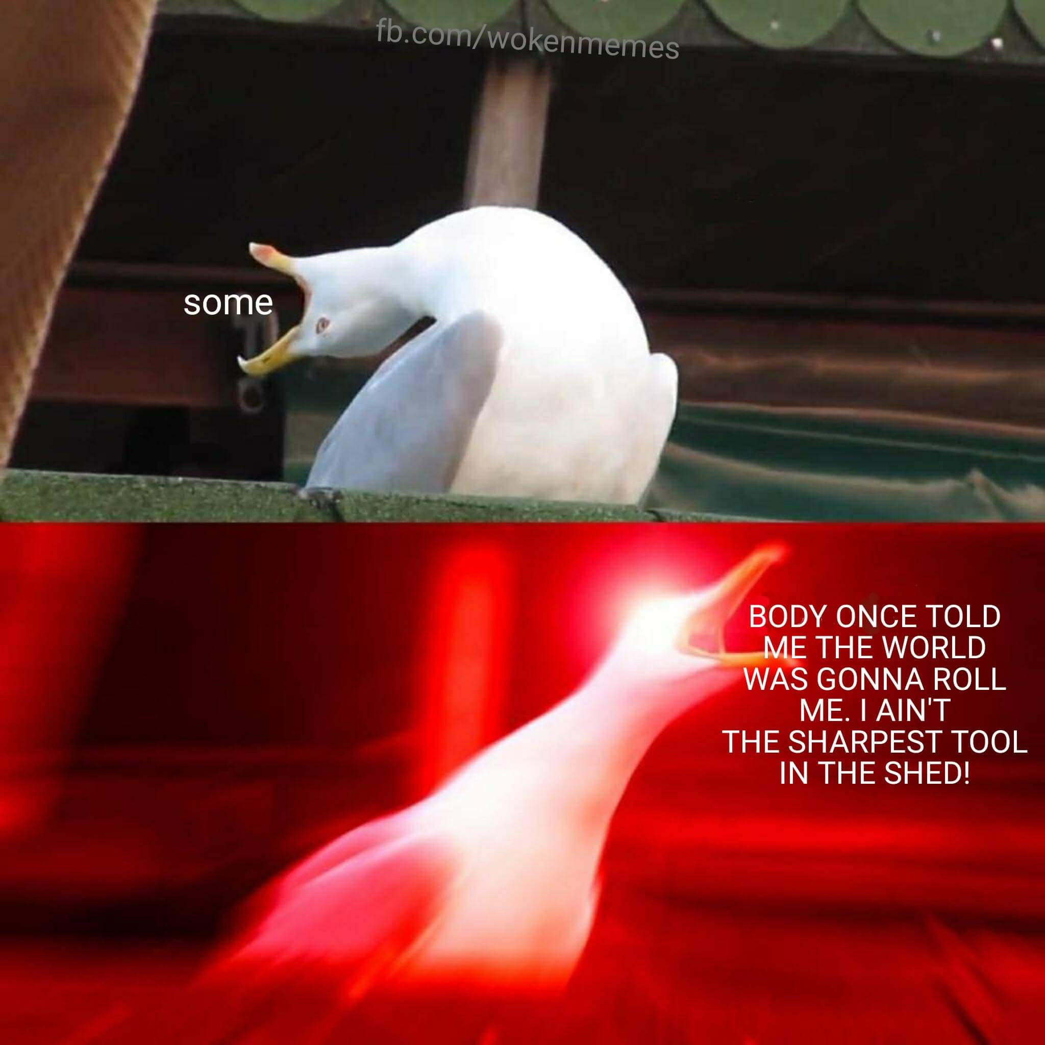 seagull meme - fb.comwokenmemes some Body Once Told Me The World Was Gonna Roll Me. I Ain'T The Sharpest Tool In The Shed!