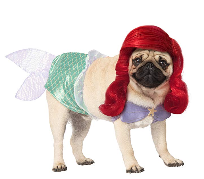 Halloween is almost here so we've collected some of the best pet costumes for your furry little friends. This pup doesn't too happy with his. <a href="https://amzn.to/2On0TDX" target="_blank">Costume</a> though.   