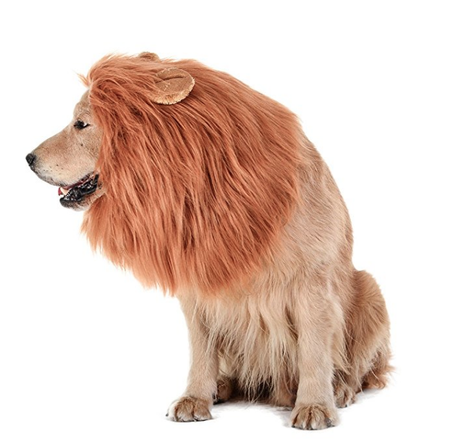 Turn your golden into a wild animal with this Halloween <a href="https://amzn.to/2xNiP1e" target="_blank">Dog Lion's Mane</a>, you won't regret it! 