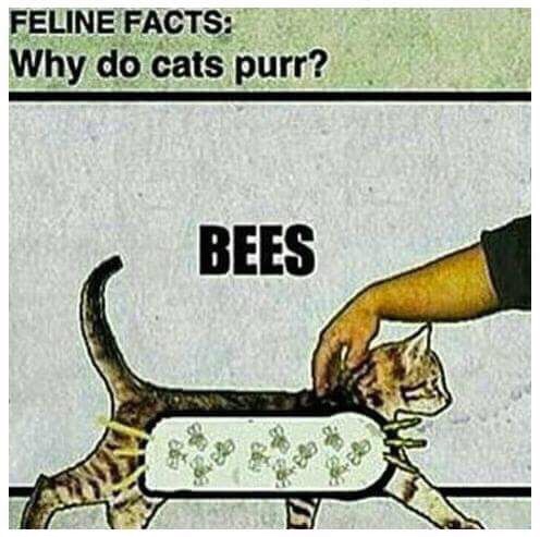 do cats purr bees - Feline Facts Why do cats purr? Bees