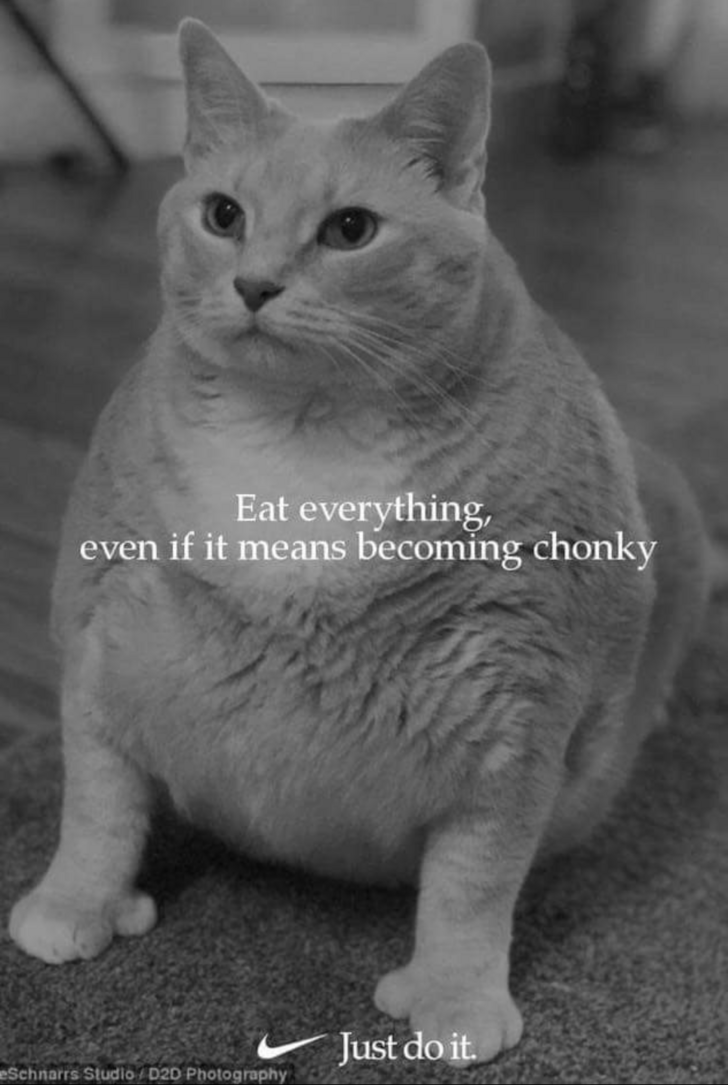 eat everything even if it means becoming chonky - Eat everything even if it means becoming chonky Just do it. ennans Studia 020 Photography