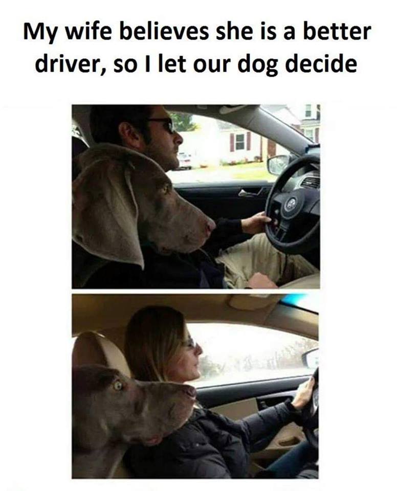 really funny pictures - my wife driving meme - My wife believes she is a better driver, so I let our dog decide es she best de al