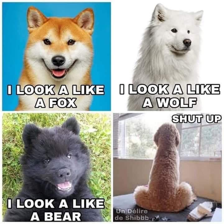 really funny pictures - look like a fox i look like a be - I Look A I Look A A Fox A Wolf Shut Up I Look A A Bear Un Dlire de Shibbb
