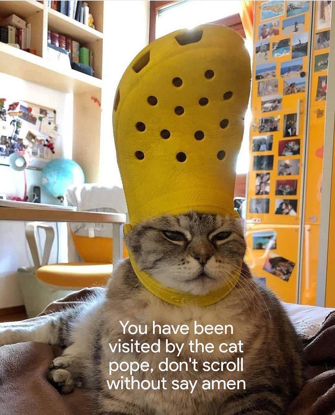 really funny pictures - cat pope - You have been visited by the cat pope, don't scroll without say amen