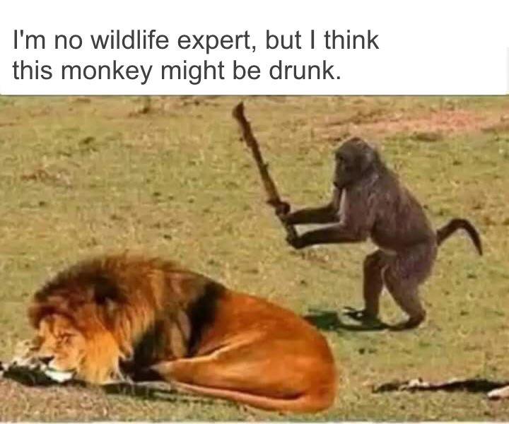 really funny pictures - drunk monkey meme - I'm no wildlife expert, but I think this monkey might be drunk.