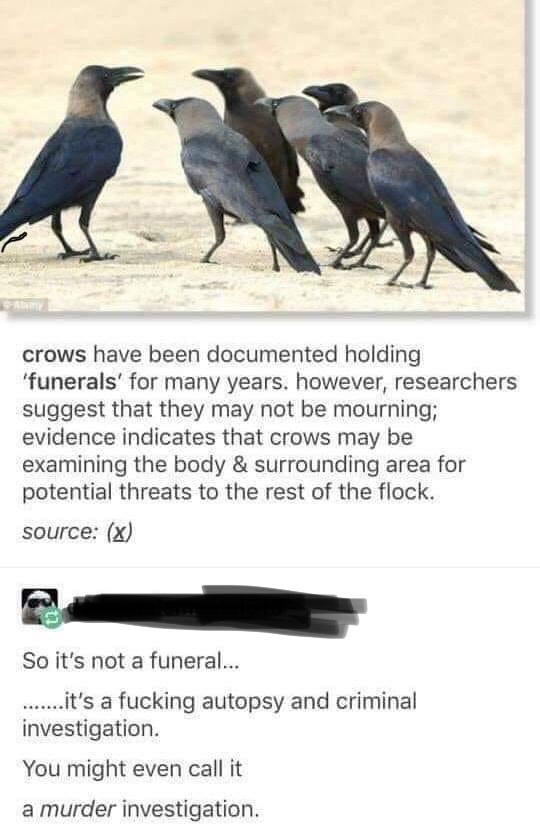 really funny pictures - crows murder investigation meme - crows have been documented holding 'funerals' for many years. however, researchers suggest that they may not be mourning; evidence indicates that crows may be examining the body & surrounding area