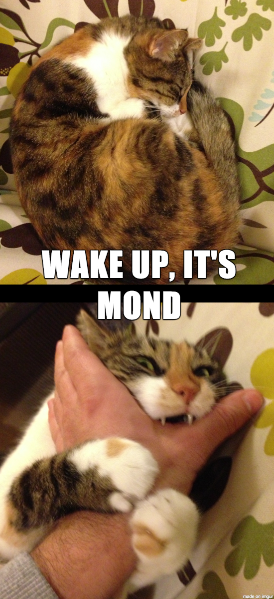funny monday memes - photo caption - Wake Up, It'S Mond