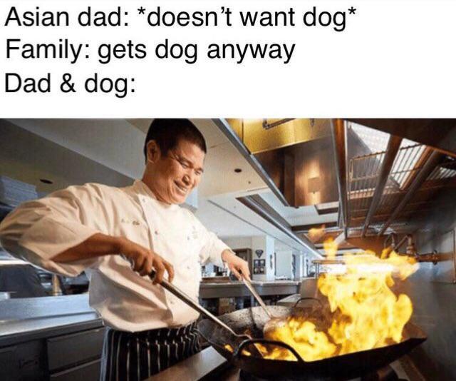 dad and dog meme - Asian dad doesn't want dog Family gets dog anyway Dad & dog