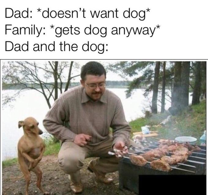 dad and dog meme - dobby thanks master for the bbq - Dad doesn't want dog Family gets dog anyway Dad and the dog