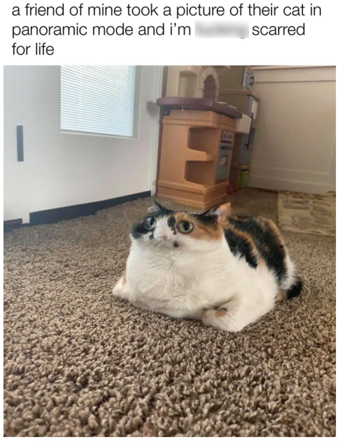 photo caption - a friend of mine took a picture of their cat in panoramic mode and i'm scarred for life