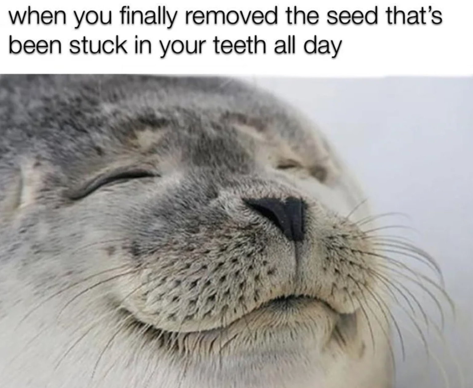 satisfied meme - when you finally removed the seed that's been stuck in your teeth all day