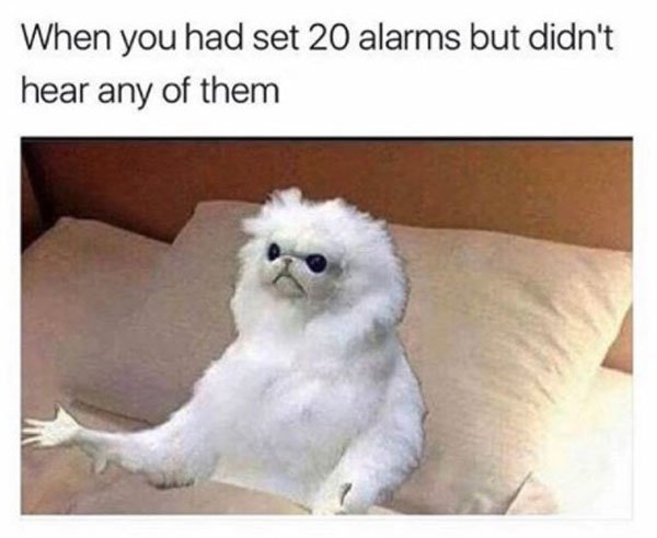 persian cat room guardian meme - When you had set 20 alarms but didn't hear any of them