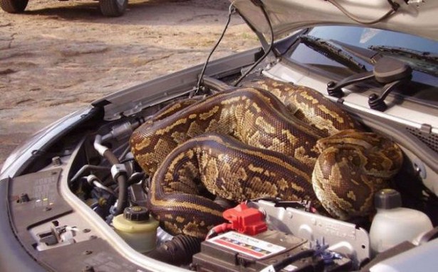 26 Strange Photos That Will Make You Say W.T.F