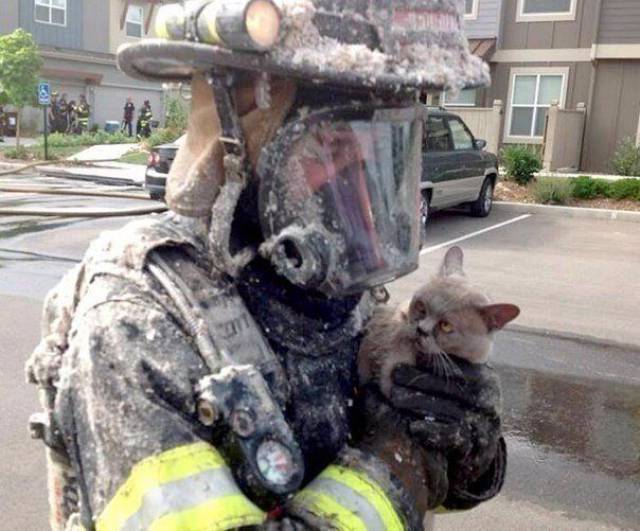 fireman saves cats