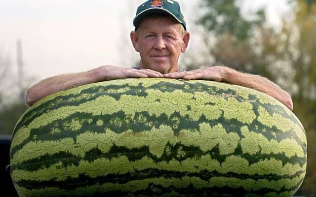 giant watermelon
