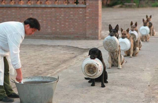 chinese police dogs