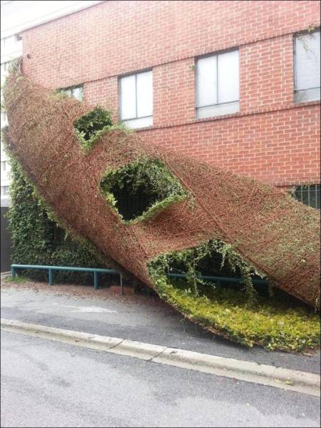 ivy peeling off building