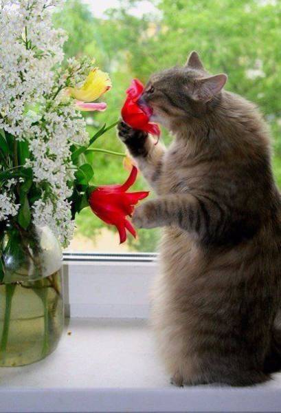 cats with flowers