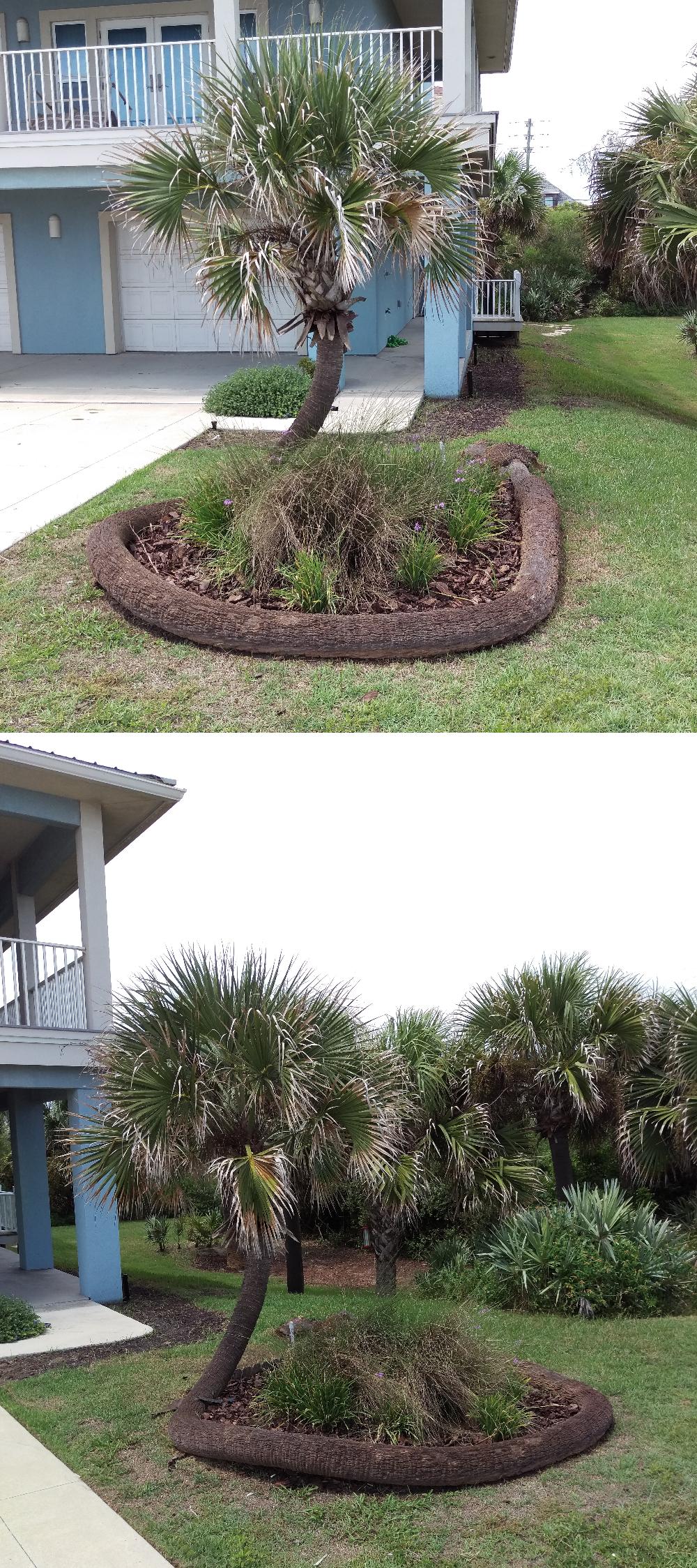 The way this palm tree fell and continued to grow