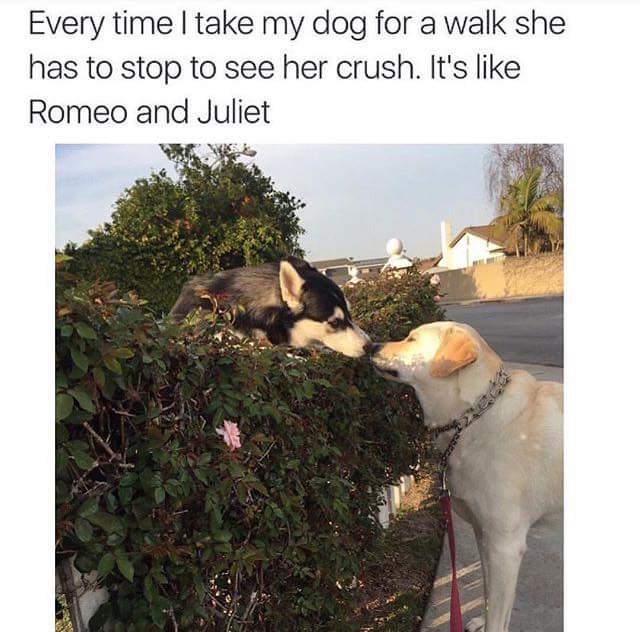 dog romeo and juliet - Every time I take my dog for a walk she has to stop to see her crush. It's Romeo and Juliet
