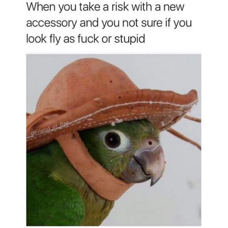 bird memes - When you take a risk with a new accessory and you not sure if you look fly as fuck or stupid Friend of Ba