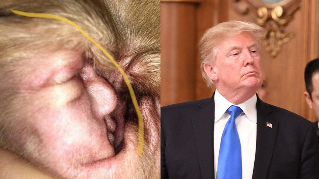 The resemblance is uncanny! She is now raising money for Chief's vet bill <a href="https://www.justgiving.com/crowdfunding/get-trump-outofchiefsear" target="_blank">here</a>.