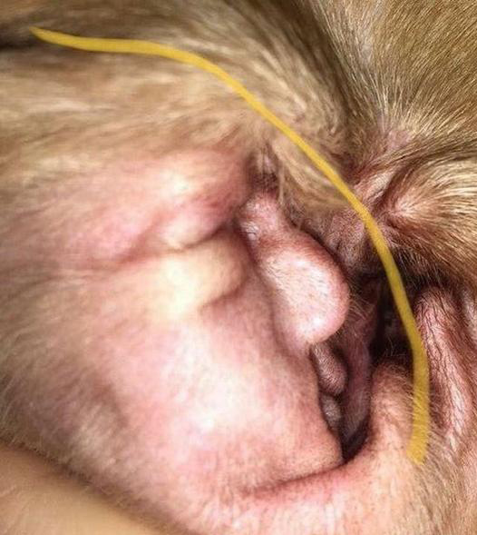 "This photo had to be taken whilst Chief was asleep as he does not like his inner ears to be touched and I swear I looked and zoomed in and out at this photo over 20 times and never saw Donald Trump - it was my eagle-eyed friend who pointed it out."