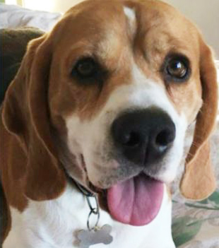 Jade Robinson, 25, noticed her two-year-old beagle Chief had an odd growth on his ear. So she snapped a picture of his inner ear to send to a vet.