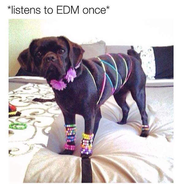 Meme of rave dog that listened to Electronic Dance Music (EDM) just once.
