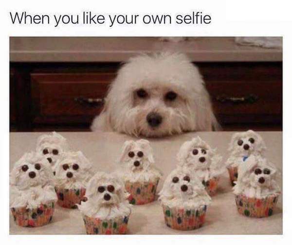 Dog with selfie cupcakes captioned as how it is when you like your own selfie