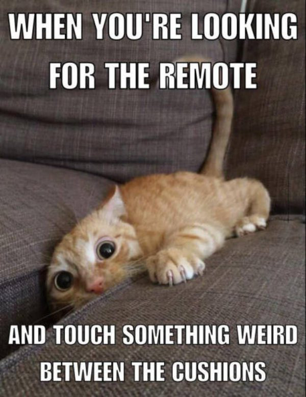 Funny cat meme about how it feels when looking for the remote and touch something really wierd between the cushions