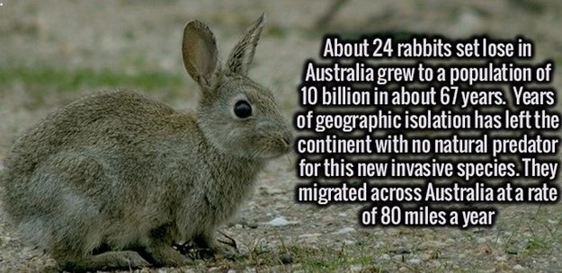hare - About 24 rabbits set lose in Australia grew to a population of 10 billion in about 67 years. Years of geographic isolation has left the continent with no natural predator for this new invasive species. They migrated across Australia at a rate of 80