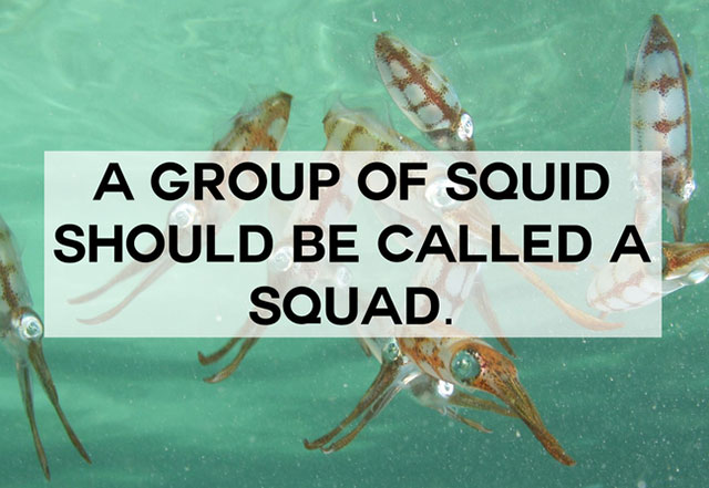 funny name for everyday things - A Group Of Squid Should Be Called A Squad.