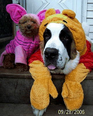 Why Dogs Hate Halloween