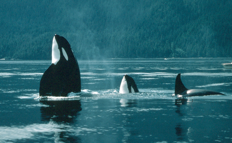 Killer whales are natural predators of moose. Whales commonly attack moose as they swim from one island to the next in Alaska.
