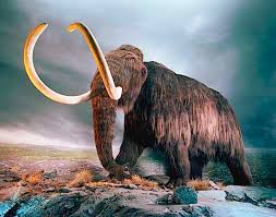 At the time the great pyramids were being built in Egypt, Wooly Mammoths still roamed the earth.