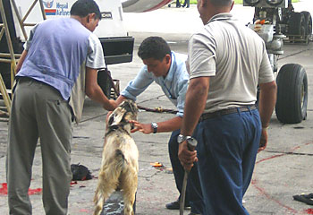 Nepal Airlines once sacrificed a goat in an attempt to fix its terrifyingly bad safety record.