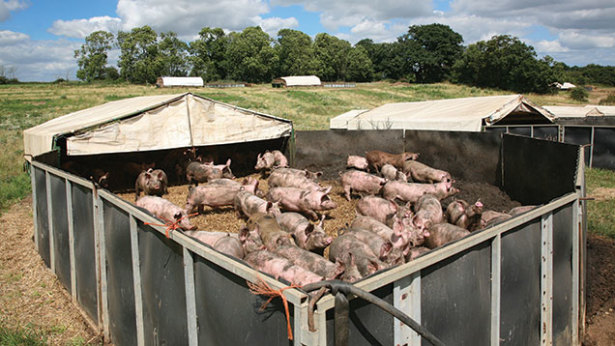 Pen Full of Starving Pigs - It’s a recurring scene in movies and horror stories, a group full of hungry pigs or boars devour the victims of a demented farmer, serial killer or gangster. In 2012, this terrifying idea became reality when Terry Vance Garner, a Vietnam vet raising pigs to help fight post-traumatic stress, was eaten by his livestock. Family say the Oregon farmer ventured out into the barn to feed the animals and was never seen again. The pigs ate all of Garner only leaving his dentures and a few scraps of his shirt behind.