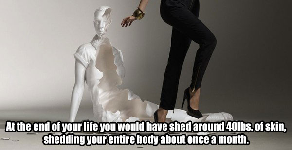 skin shedding photography - At the end of your life you would have shed around 40lbs. of skin, shedding your entire body about once a month.