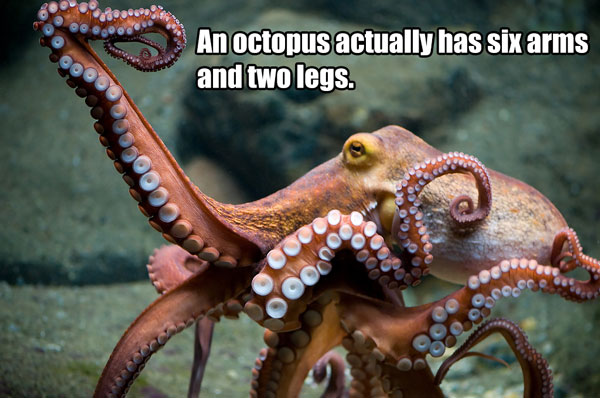 funny science facts - An octopus actually has six arms and two legs.