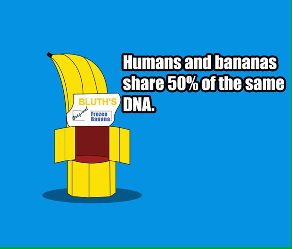 bluth banana stand - Humans and bananas 50% of the same Bluth'S Ong Frozen Banana