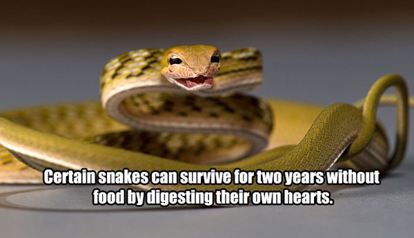 science funny facts - Certain snakes can survive for two years without food by digesting their own hearts.