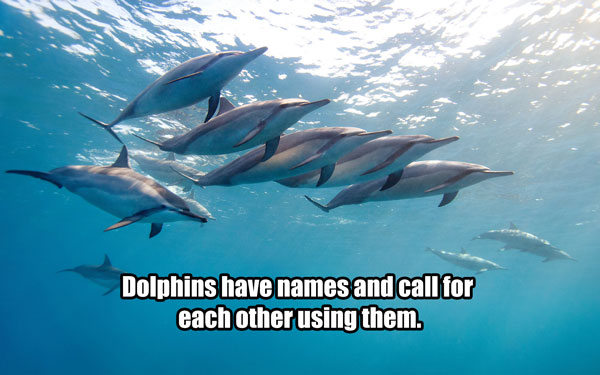 Dolphins have names and call for each other using them.