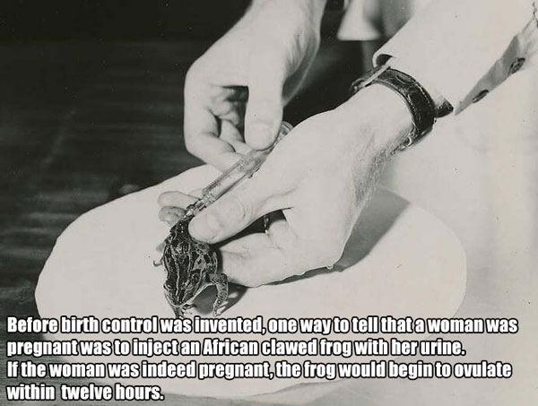 frog pregnancy test - Before birth control was invented one way to tell that a woman was pregnant was to inject an African Clawed frog with her urine. If the woman was indeed pregnant, the frog would begin to ovulate within twelve hours.