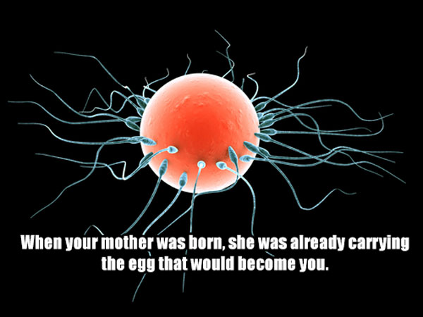 egg in woman - When your mother was born, she was already carrying the egg that would become you.