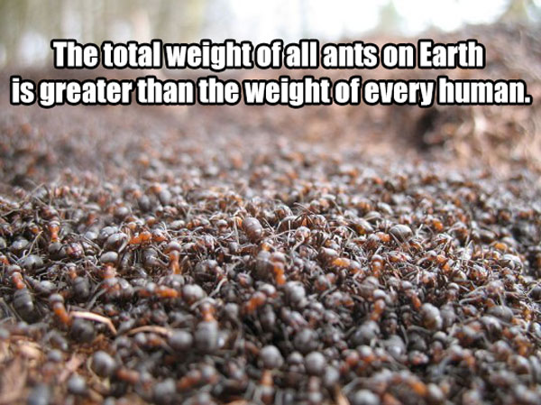 fun facts science - The total weight of all ants on Earth is greater than the weight of every human.
