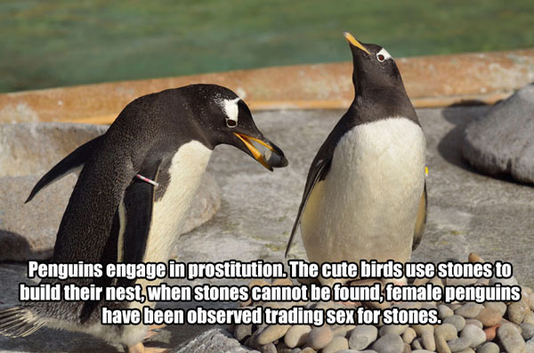 Science - Penguins engage in prostitution. The cute birds use stones to build their nest, when stones cannot be found female penguins have been observed trading sex for stones.