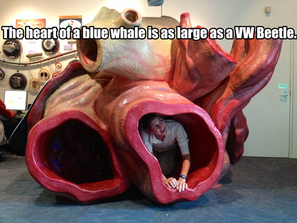 whale heart - The heartoia blue whale is as large asa Vw Beetle.