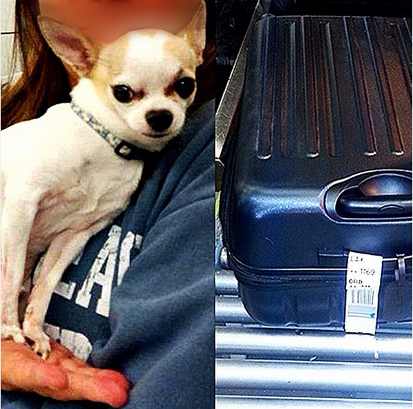 This Chihuahua was discovered in a passenger’s checked baggage at LaGuardia, and they say he climbed in by accident. I don’t believe that for a second, though. Look at that maniacally smug little face. That little shit knew exactly what he was doing.