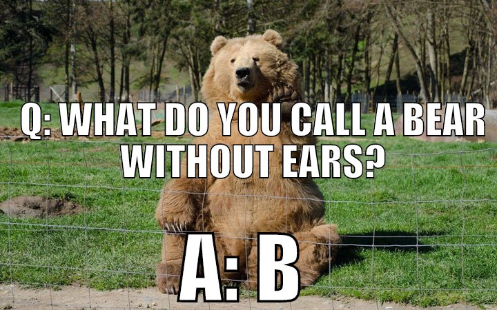 You can bearly control your laughter now.